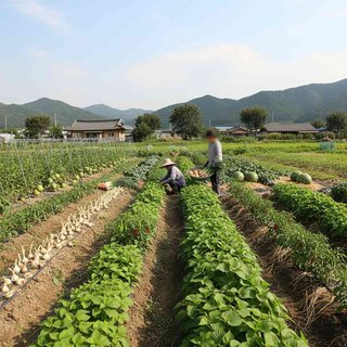 채소작물 재배업