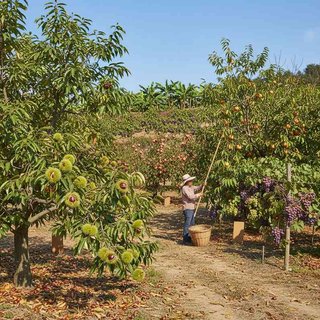 과실작물 재배업