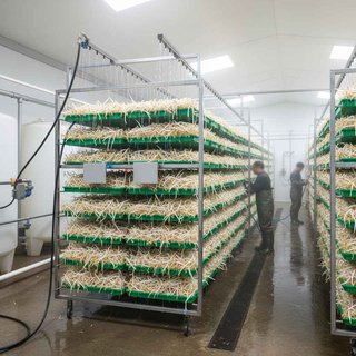 기타 시설작물 재배업