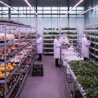 기타 시설작물 재배업