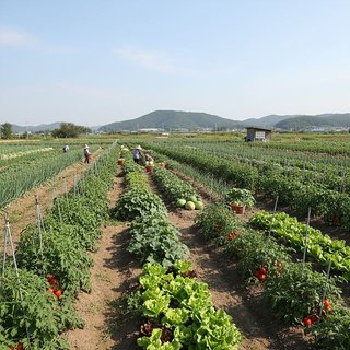 채소작물 재배업