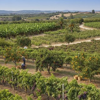 과실작물 재배업