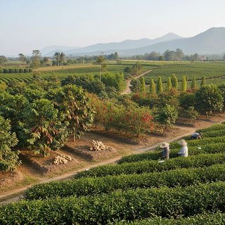 음료용 및 향신용 작물 재배업