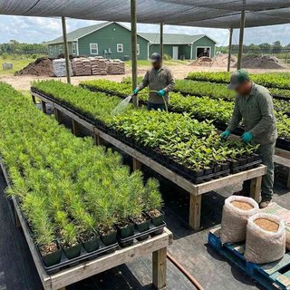 임업용 종묘 생산업