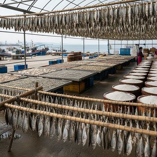 수산동물 건조 및 염장품 제조업