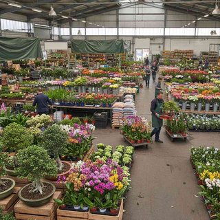 화훼류 및 식물 도매업