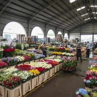 화훼류 및 식물 도매업