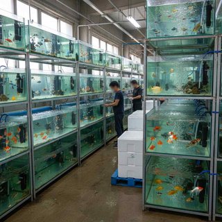 육지동물 및 반려동물도매업